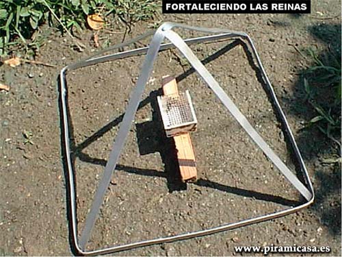 Fortaleciendo las abejas reina con pirámide de aluminio